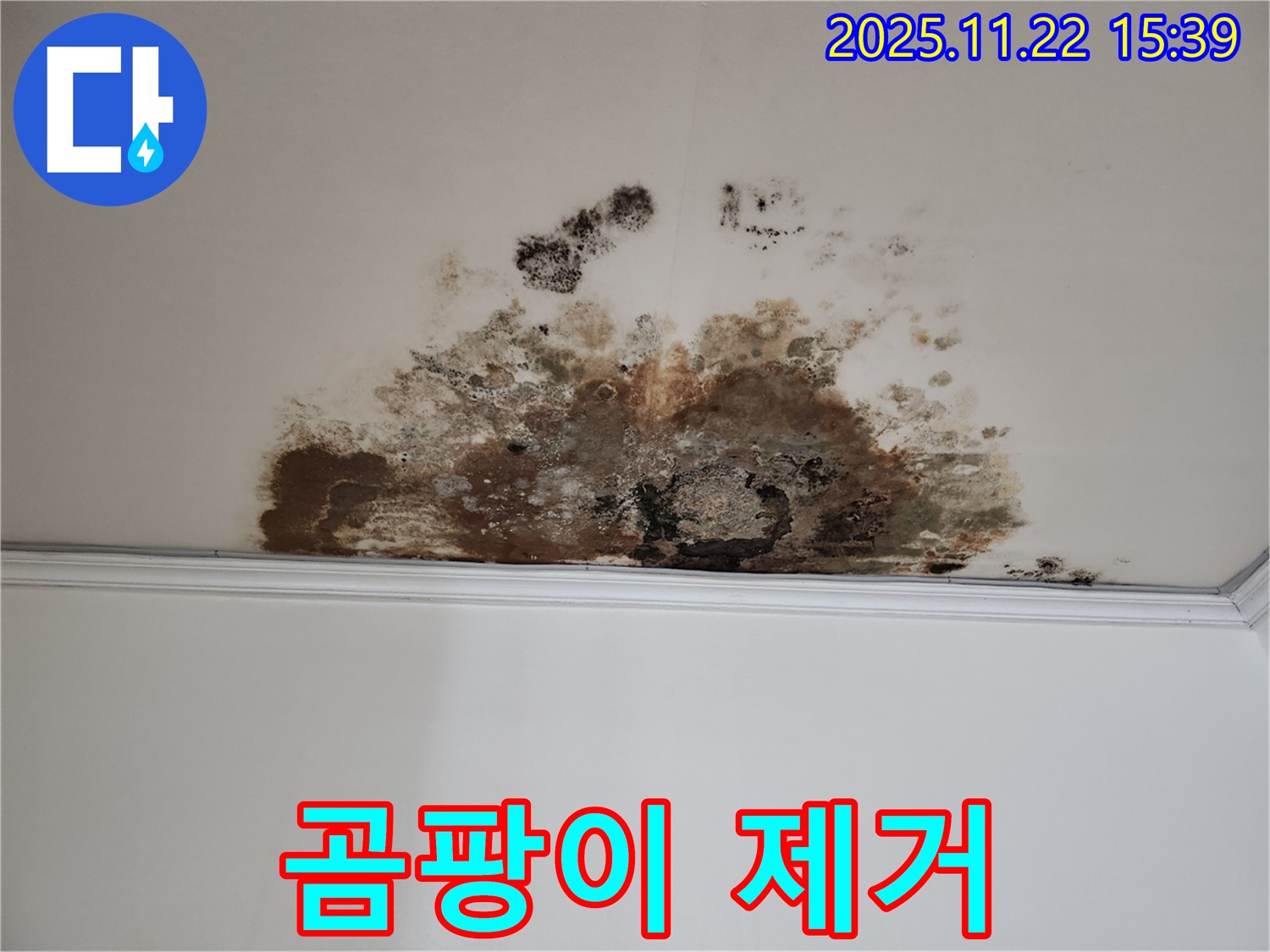 마포구 용강동 주택 누수 - 곰팡이와의 전쟁, 승리 비결