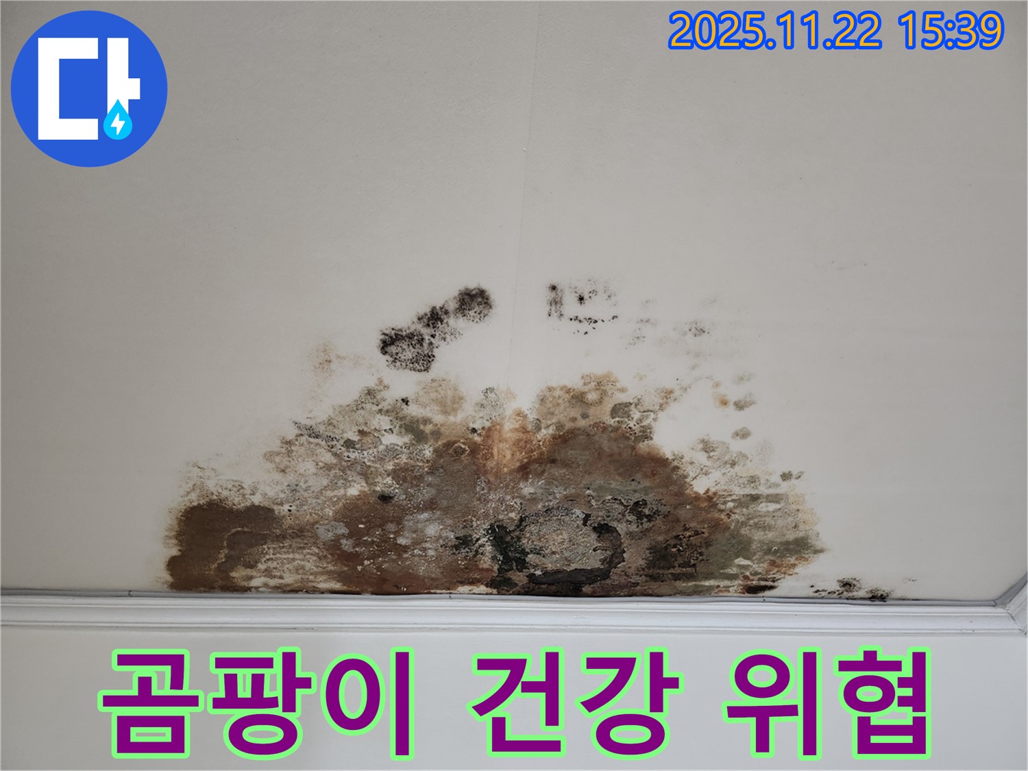용강동 아파트 천장 - 곰팡이가 건강을 위협