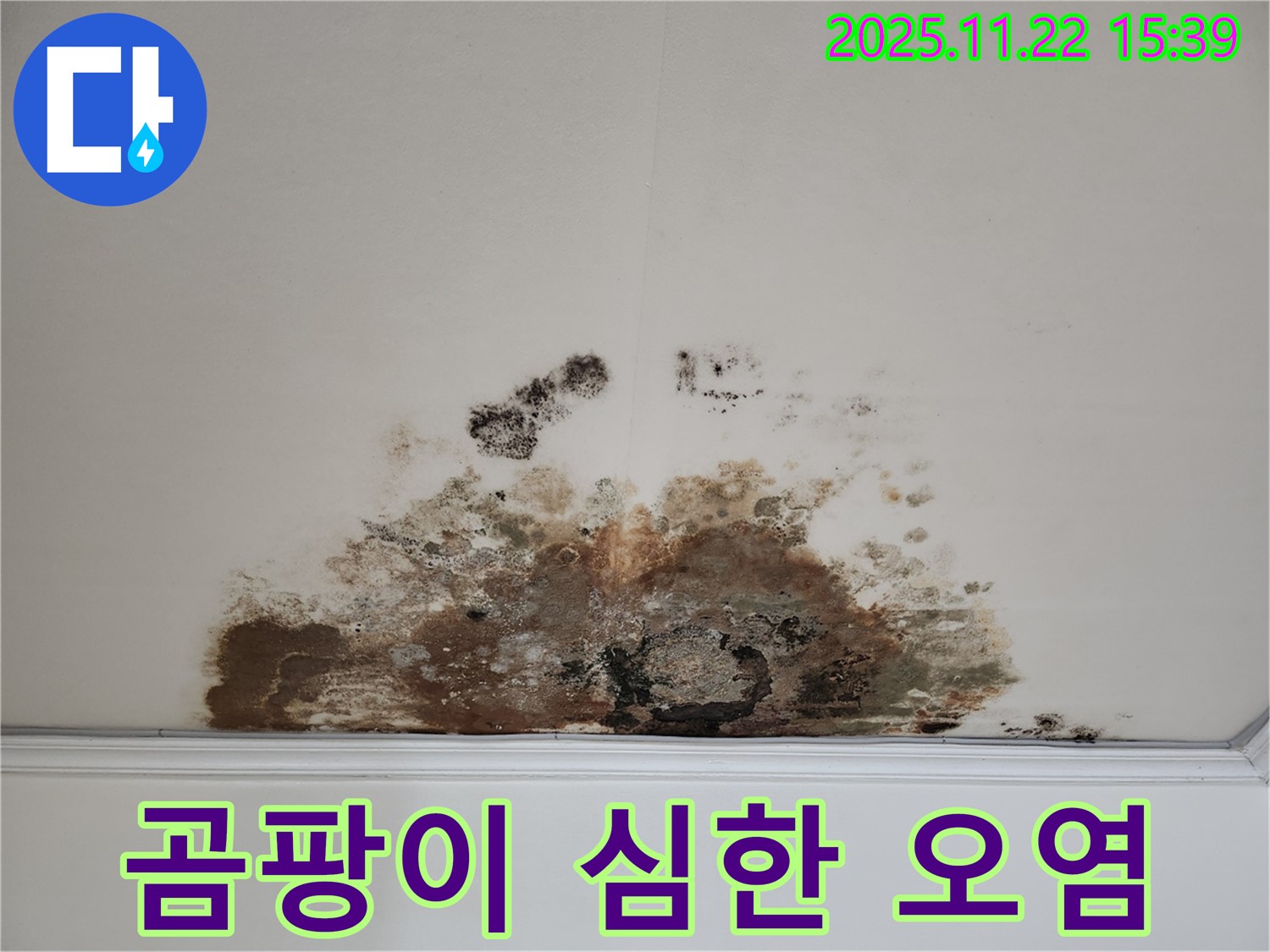 용강동 아파트 천장 - 곰팡이로 인한 심한 오염