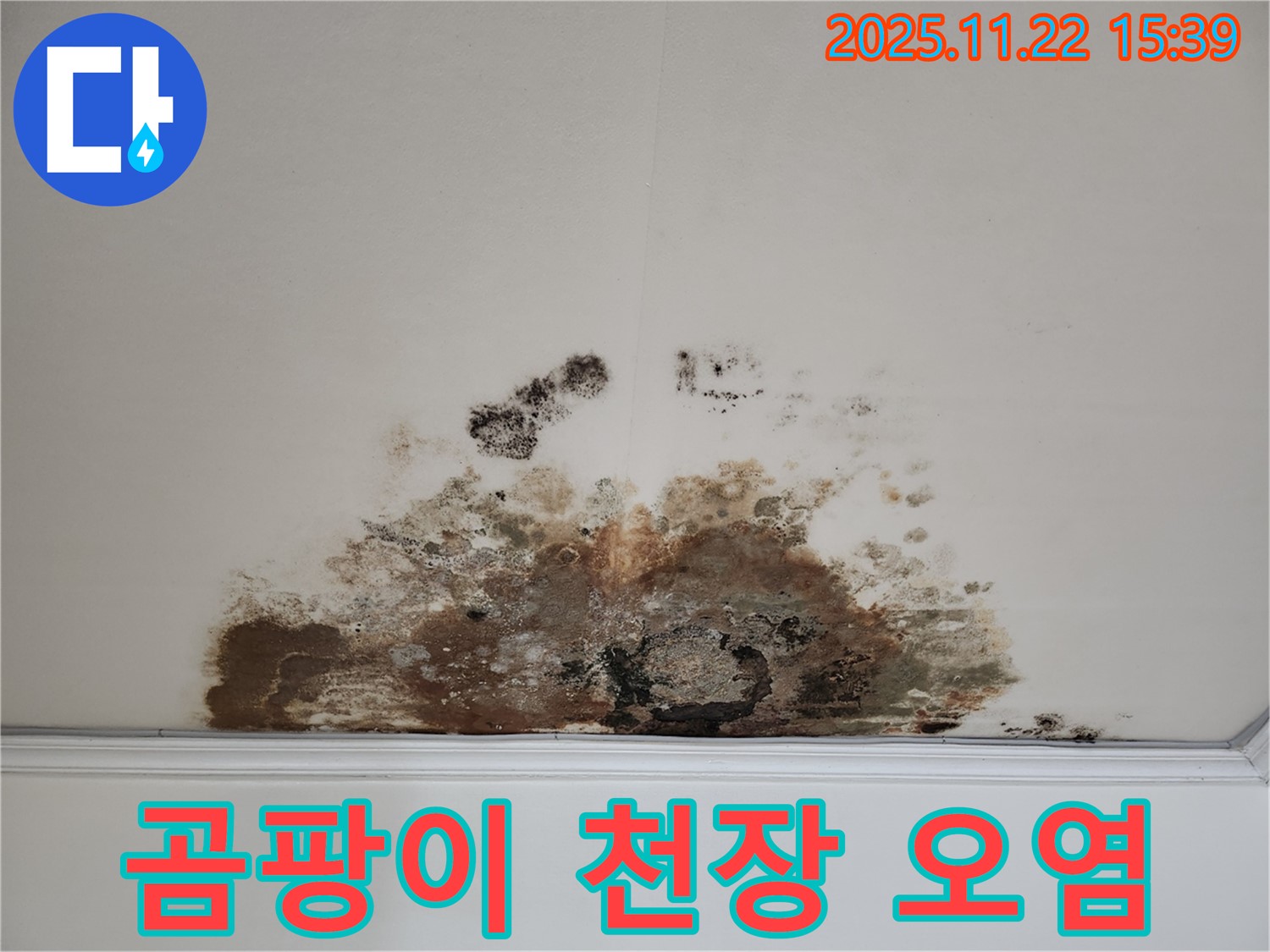 용강동 아파트 천장 - 곰팡이로 인한 심한 오염