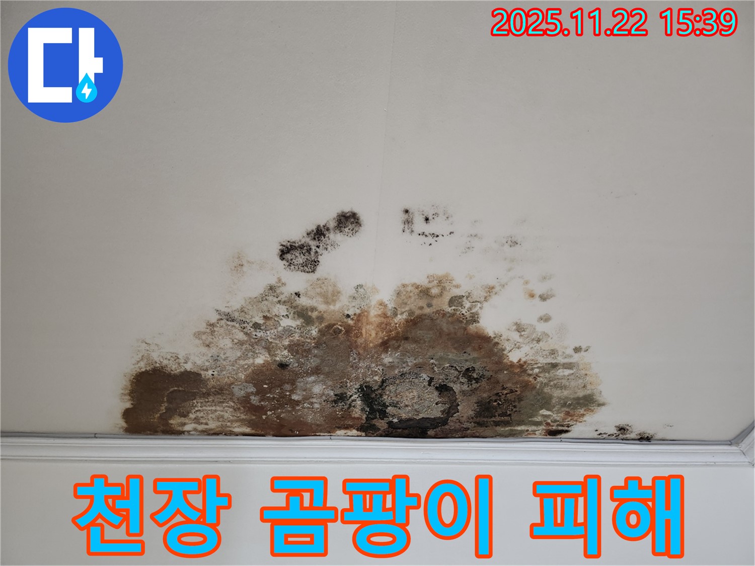 용강동 아파트 천장 - 곰팡이로 인한 피해