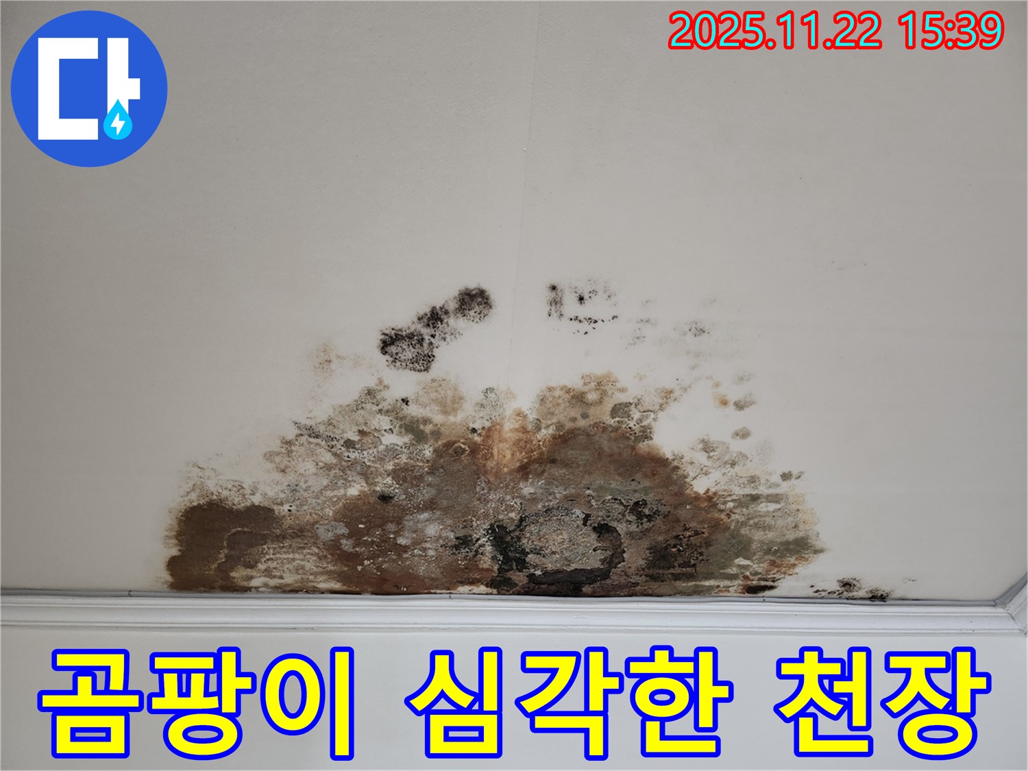 용강동 현대홈타운 아파트 - 곰팡이로 뒤덮인 천장