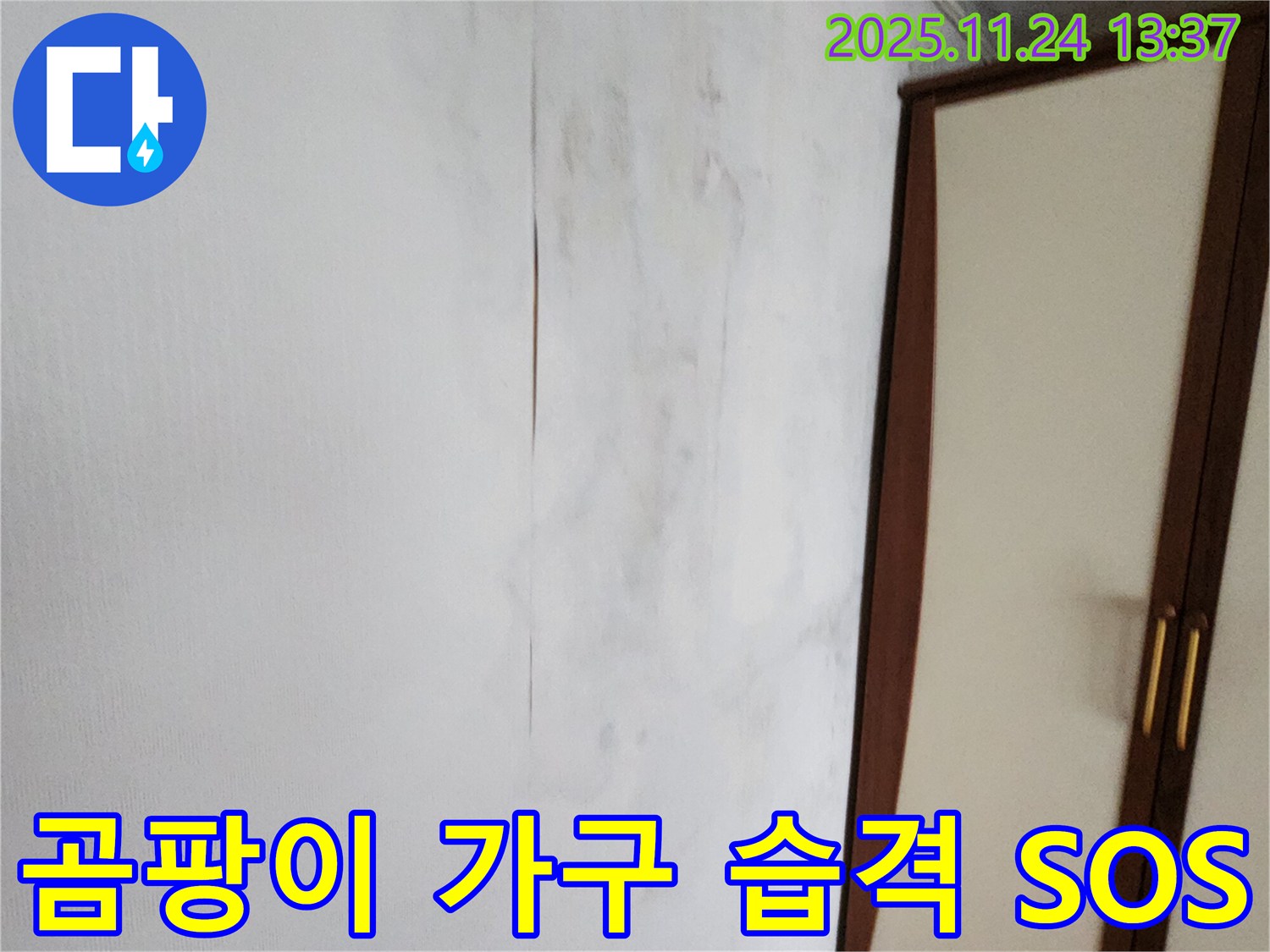 곰팡이 - 가구까지 습격 - 긴급 SOS