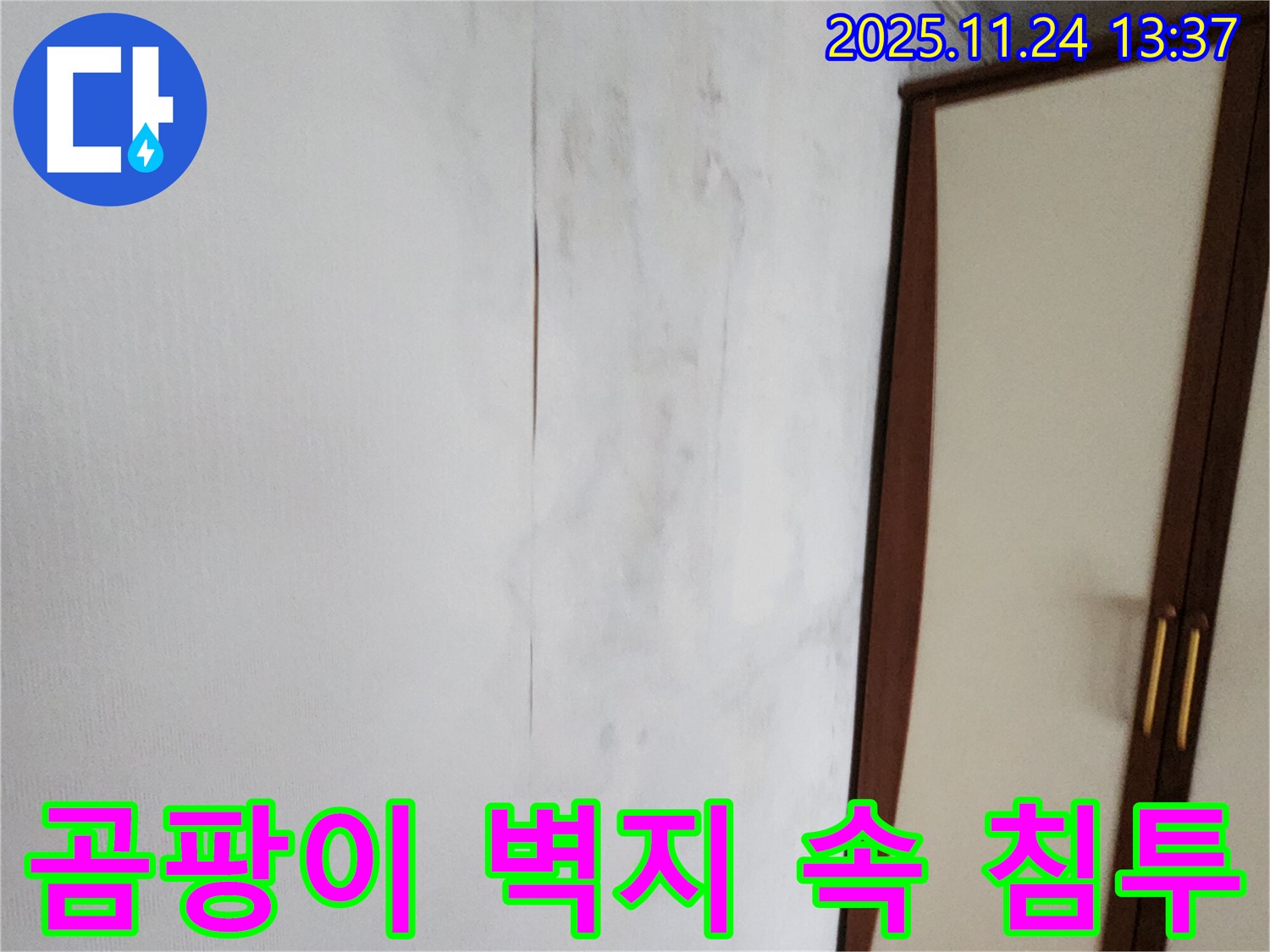 곰팡이 - 벽지 속 깊숙이 침투 - 꼼꼼한 제거