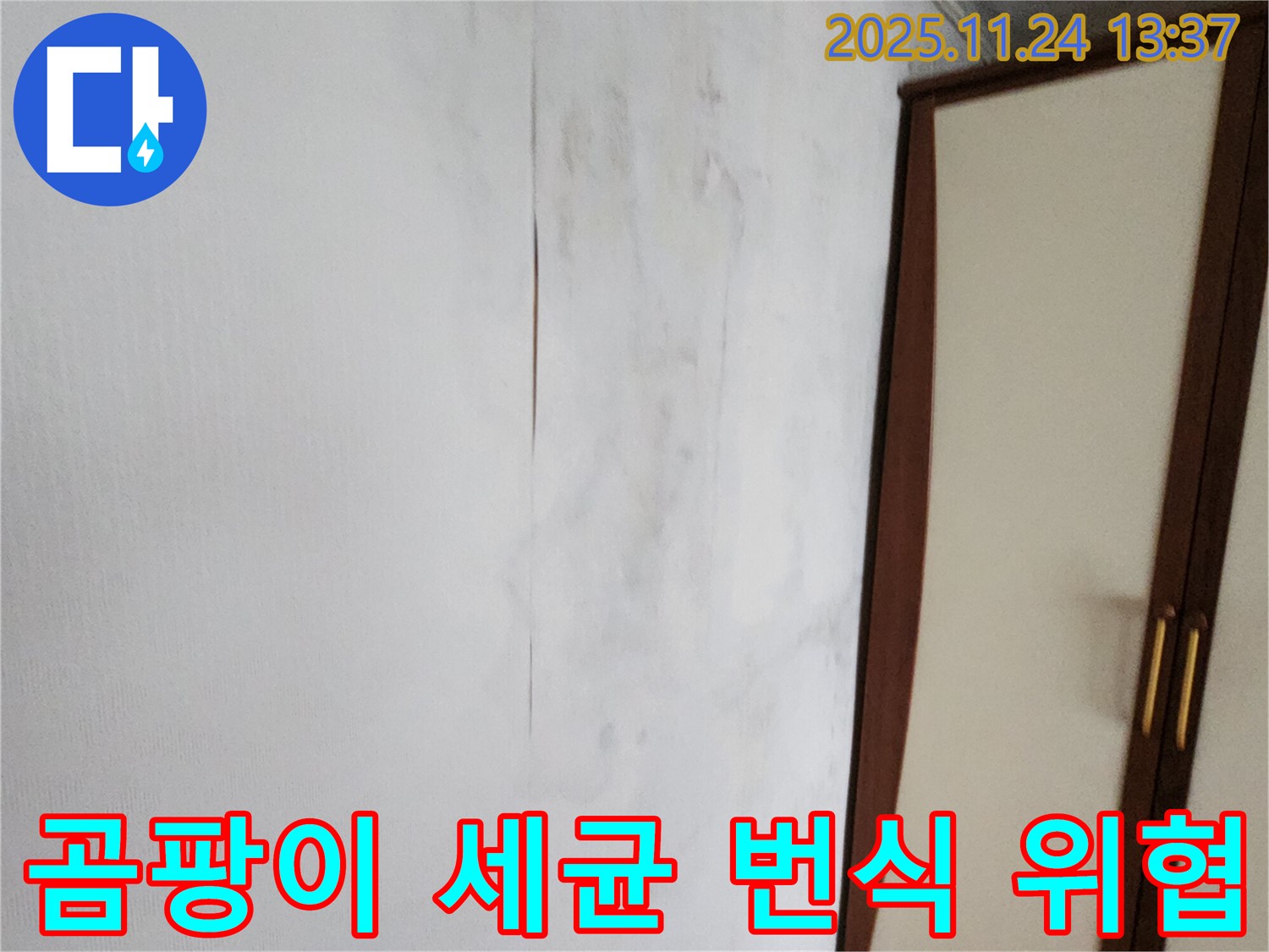 곰팡이 - 세균 번식 - 가족 건강 위협