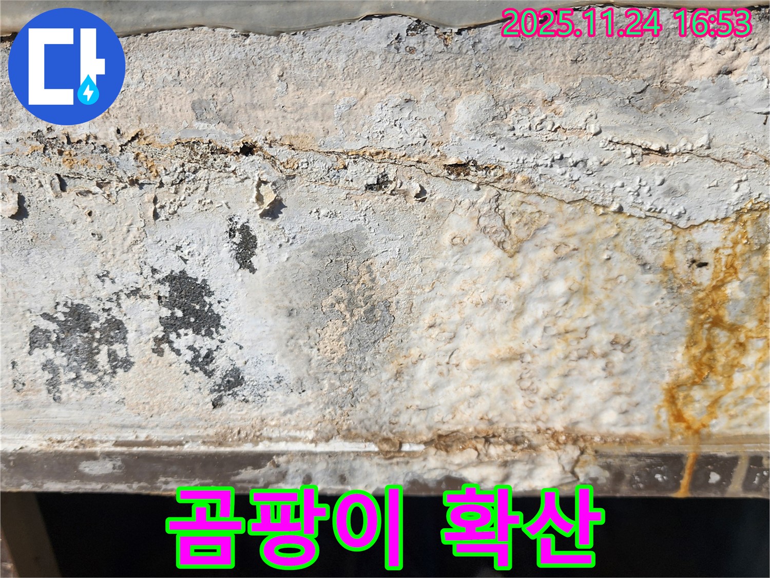 장마철 콘크리트 누수 - 곰팡이 핀 콘크리트 벽 - 곰팡이 확산 우려