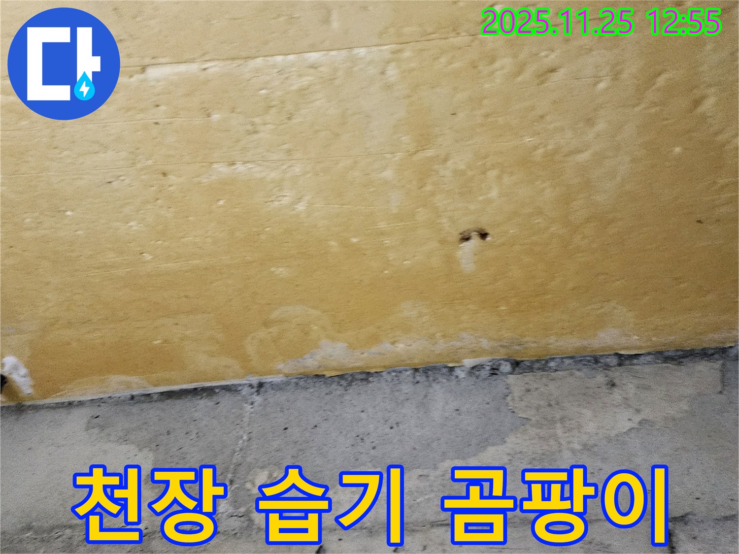 천장 습기 곰팡이 - 건강 경고 - 누수 해결