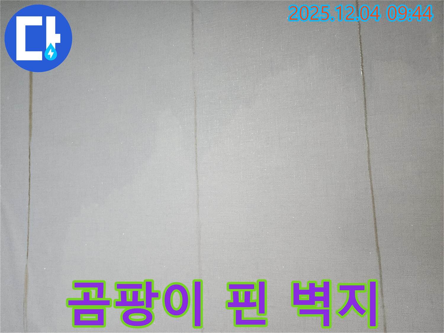 곰팡이 핀 벽지 - 누수 해결이 우선입니다
