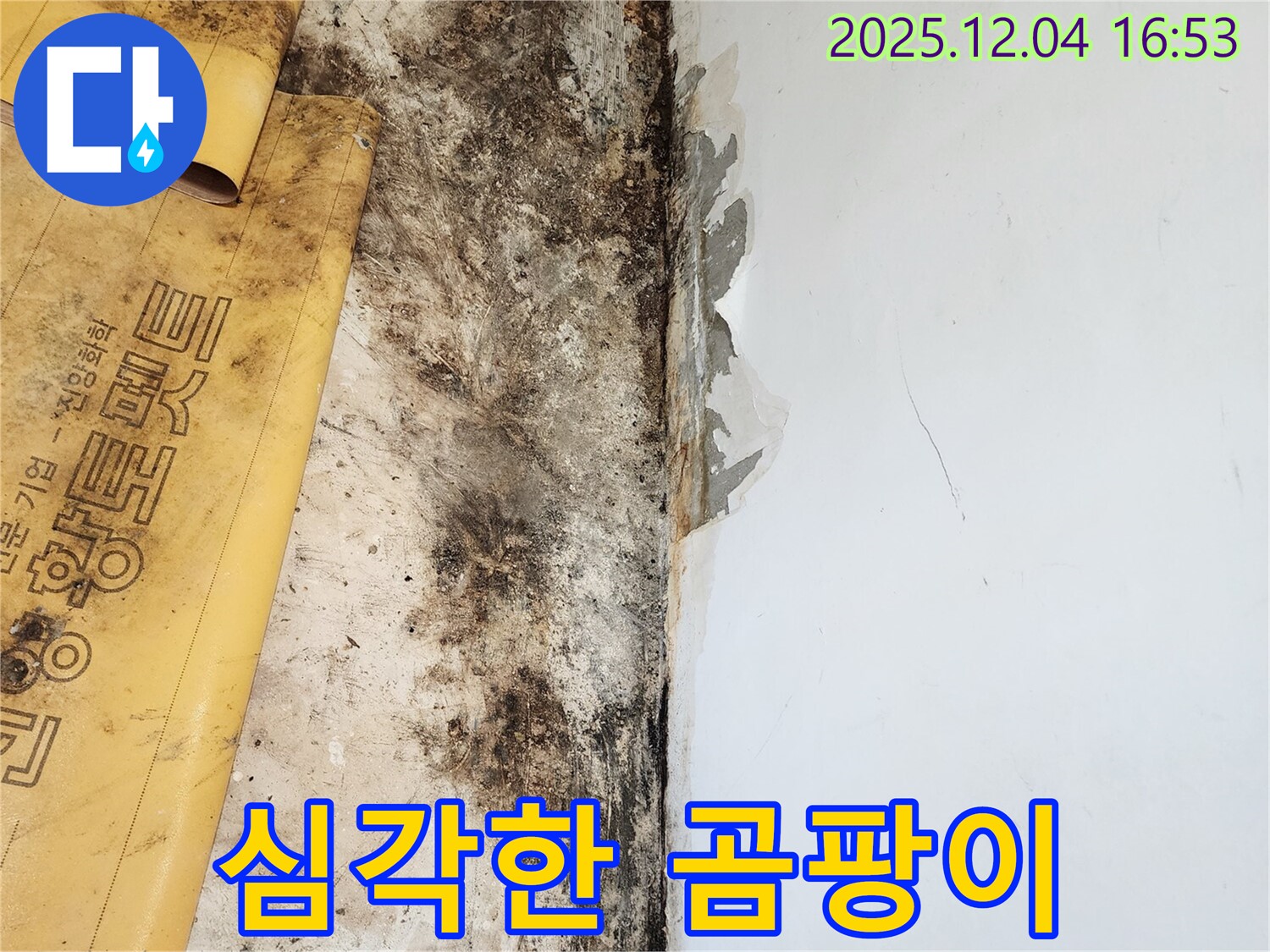 심각한 곰팡이 문제 - 친절한 상담으로 해결