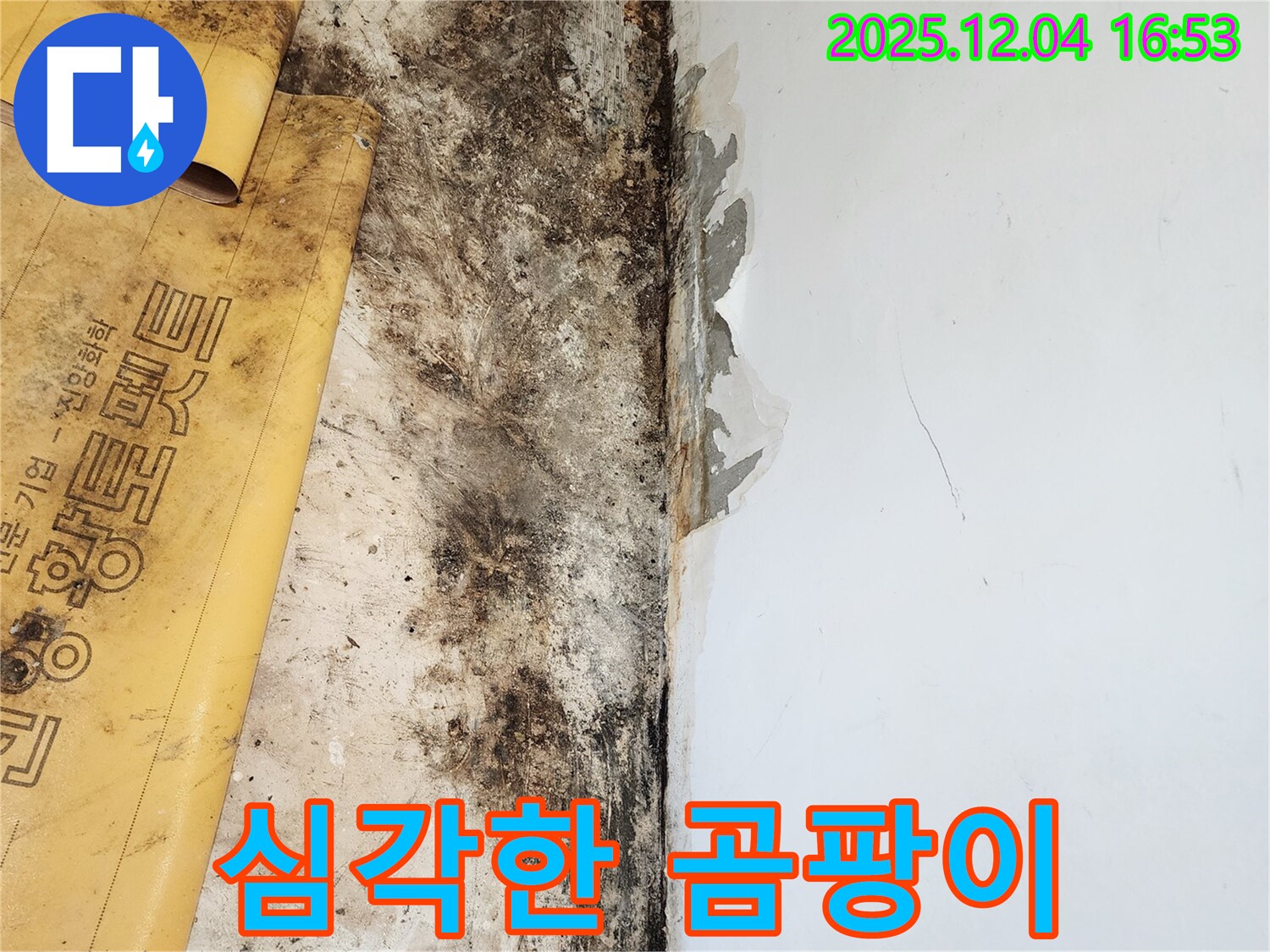 심각한 곰팡이 문제 - 친절한 상담으로 해결