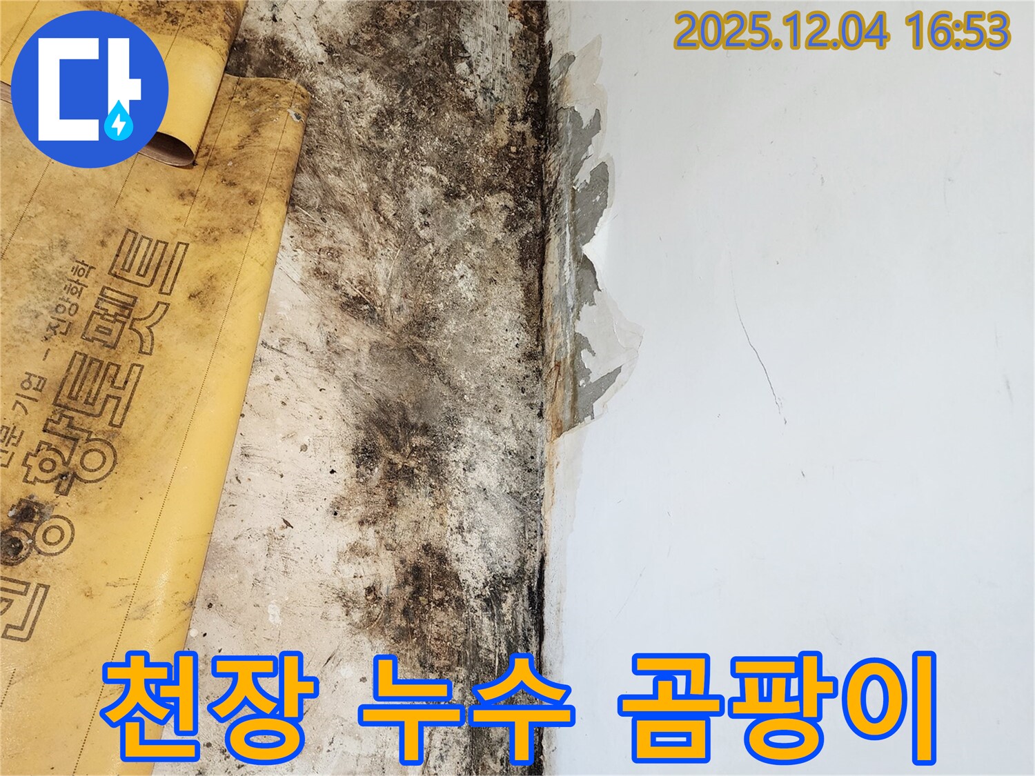 천장 누수와 곰팡이 - 완벽한 해결 후 고객 만족