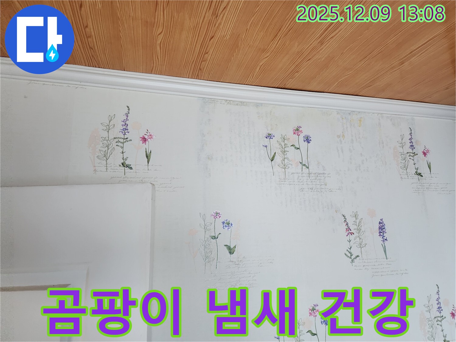 곰팡이 냄새 - 건강 위협 - 완벽 해결