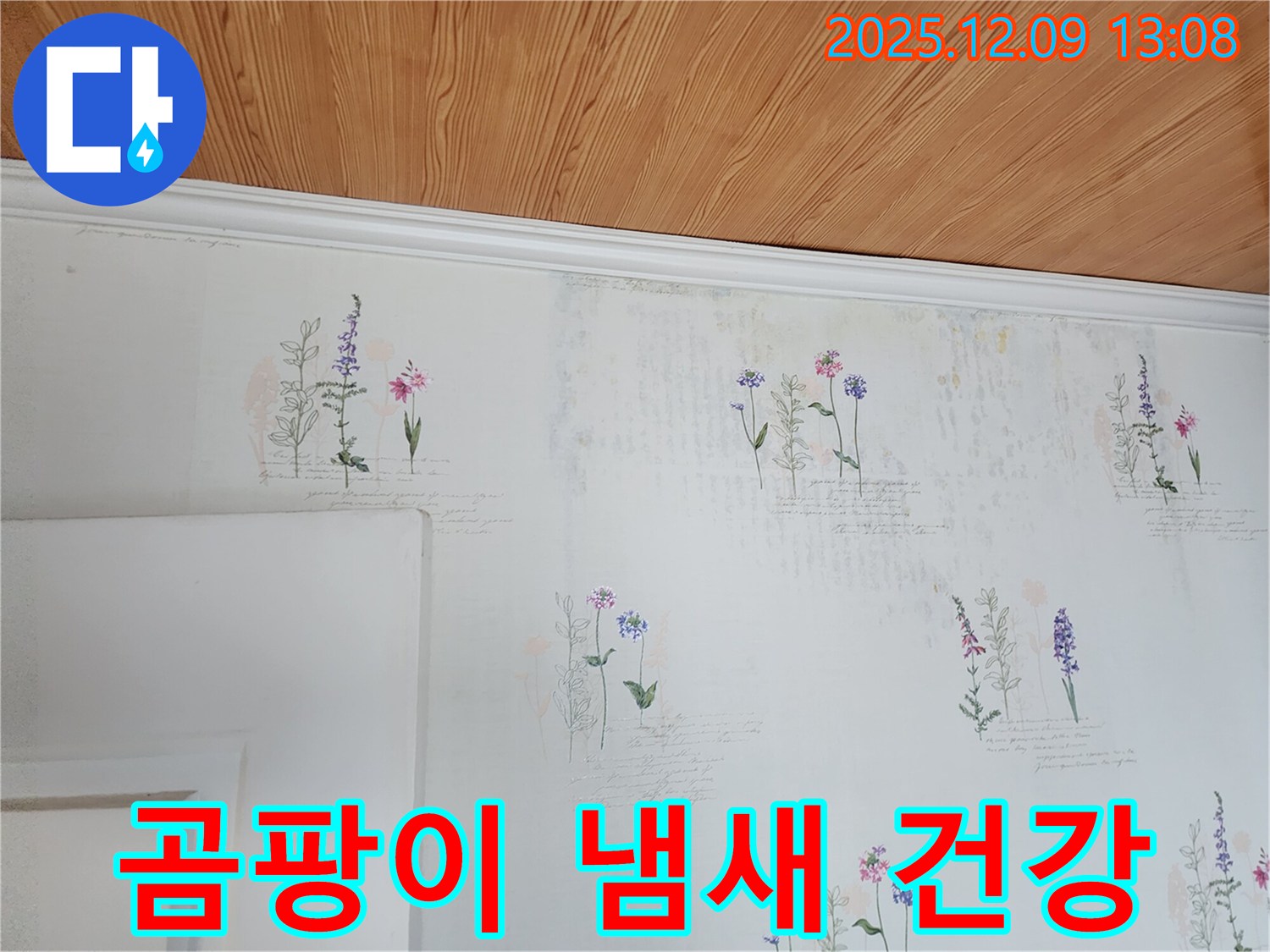 곰팡이 냄새 - 건강 위협 - 완벽 해결