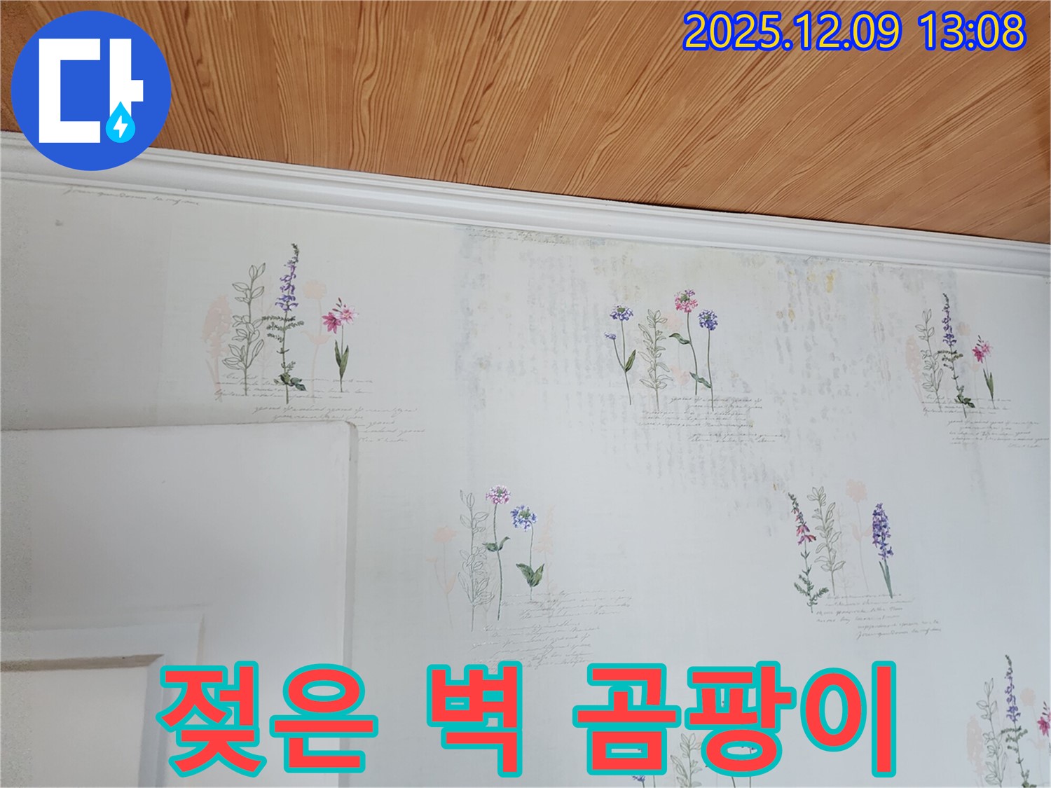 젖은 벽 - 곰팡이 - 완벽 해결