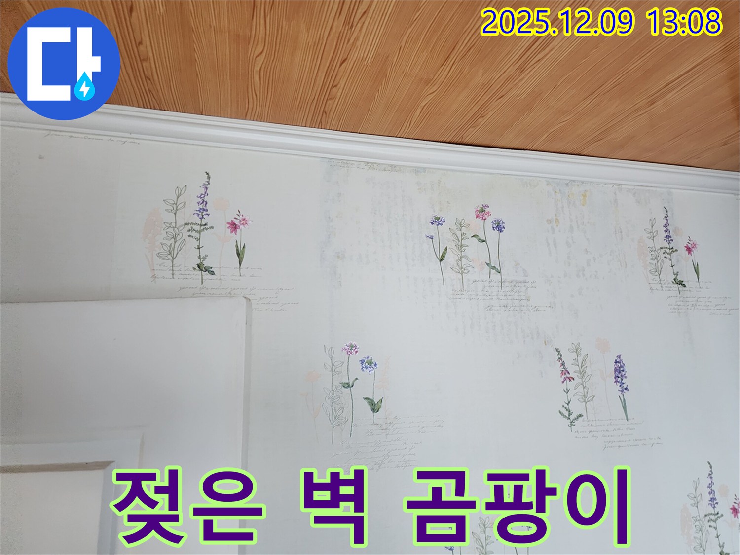 젖은 벽 - 곰팡이 - 완벽 해결