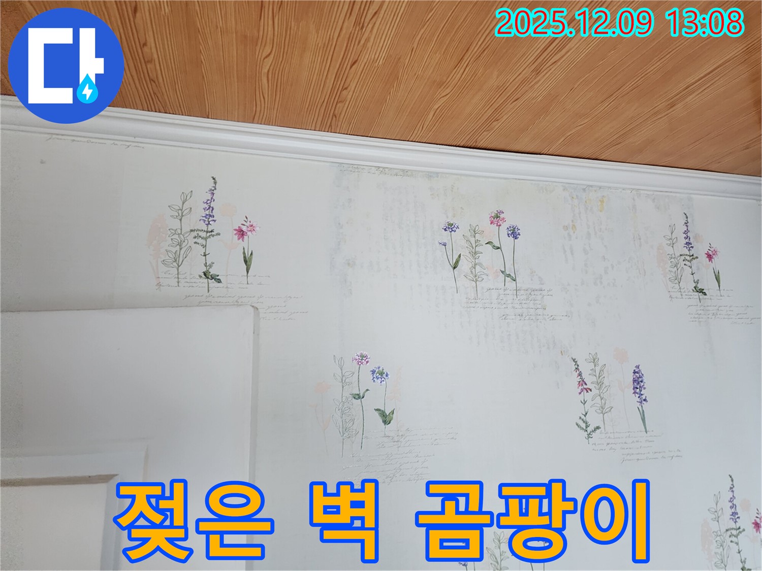 젖은 벽 - 곰팡이 - 완벽 해결