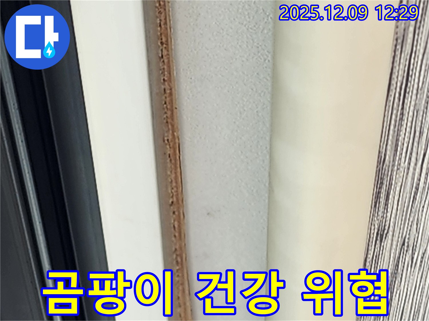 창문 곰팡이 - 건강에 해로울 수 있습니다.