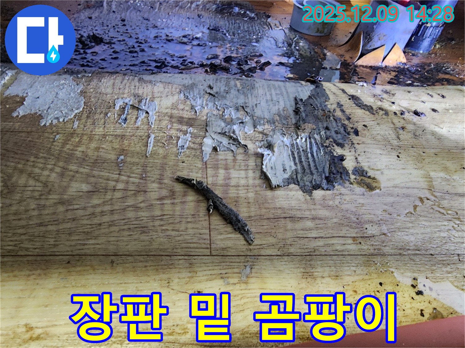 영중면 누수 공사 - 젖은 장판 제거 후 곰팡이 발견