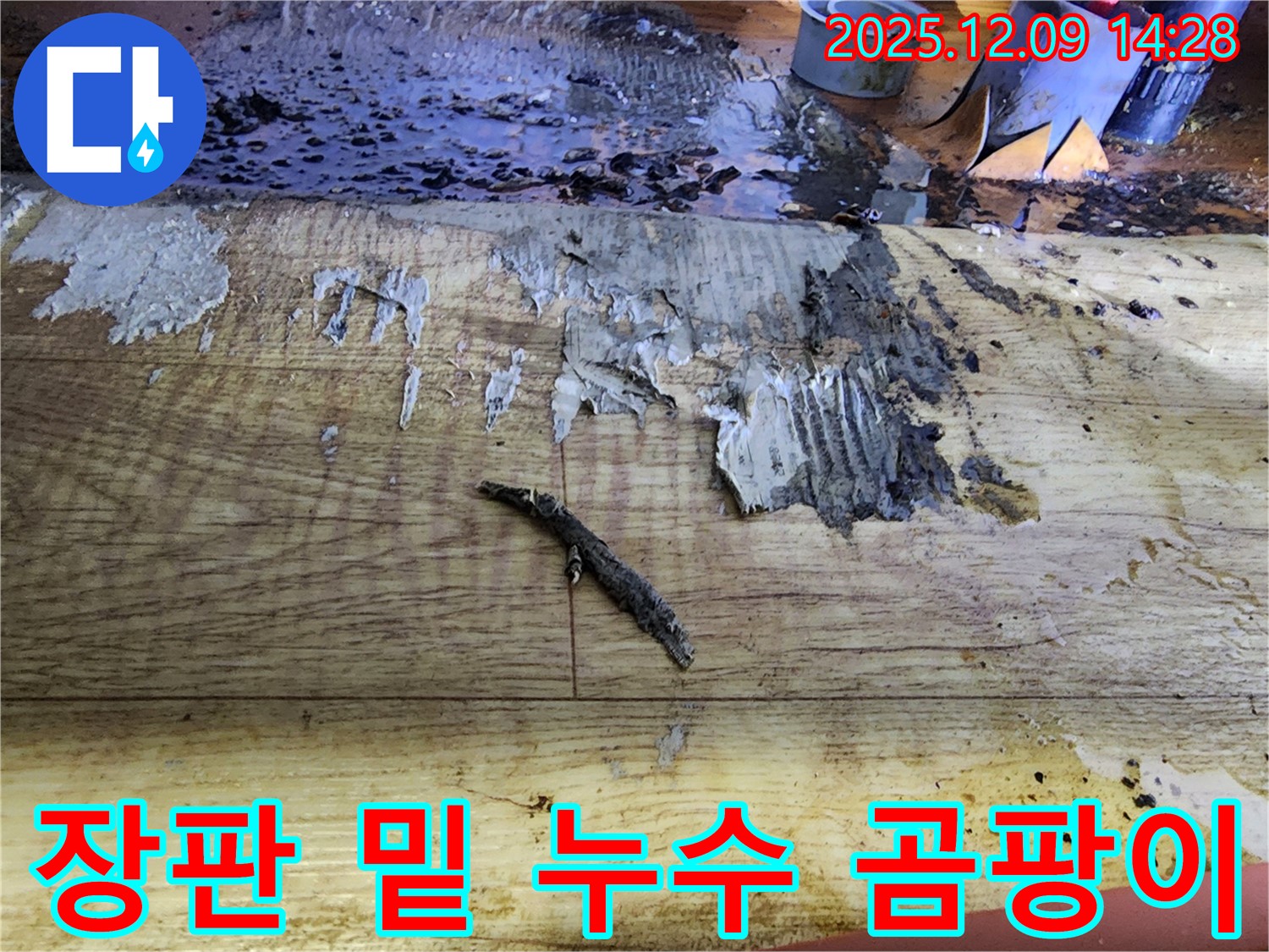 영중면 누수 - 젖은 장판 밑 숨겨진 누수, 곰팡이 위험