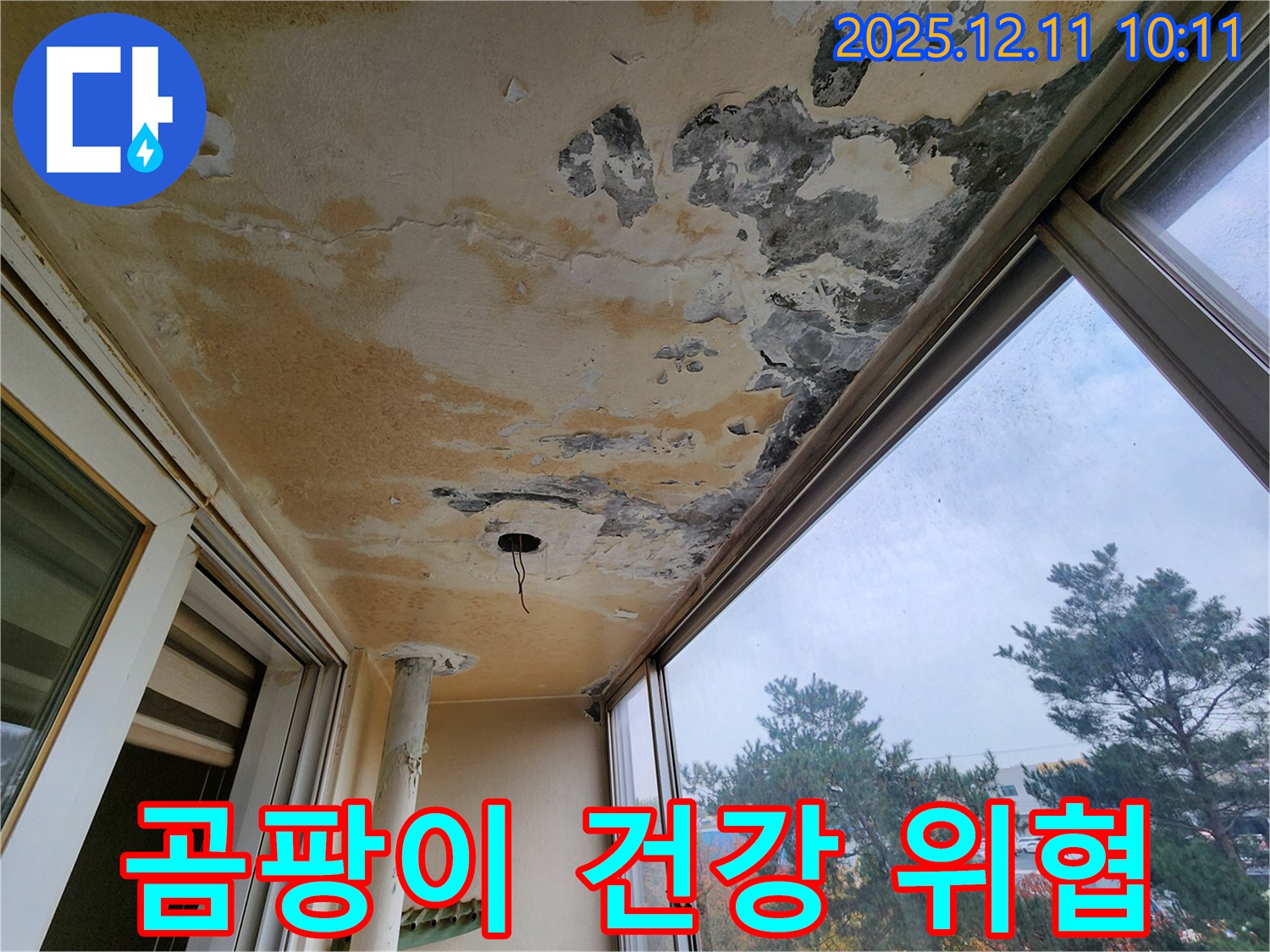 곰팡이 - 건강 위협 - 가족 안전