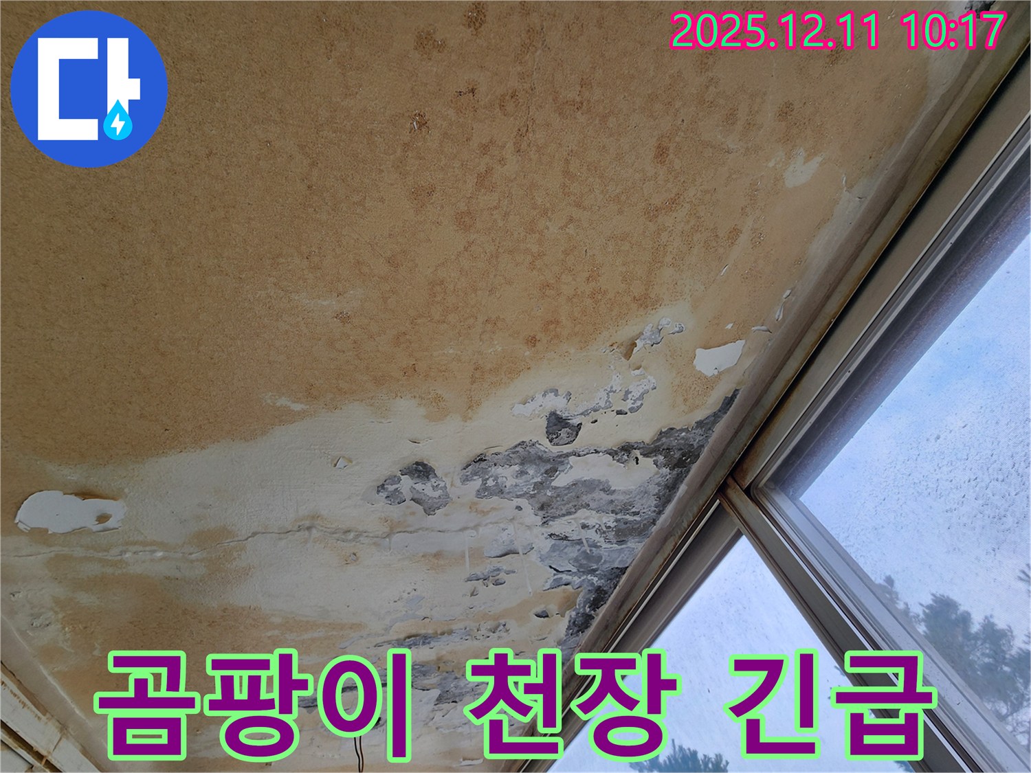 곰팡이 천장 - 긴급 해결
