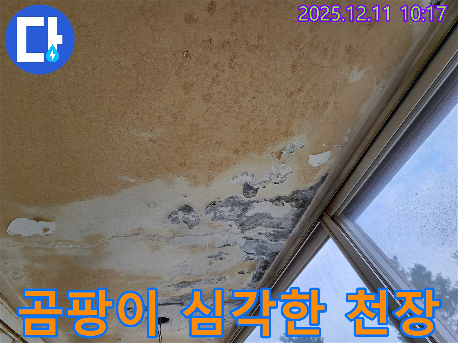 곰팡이 천장 - 긴급 해결 필요