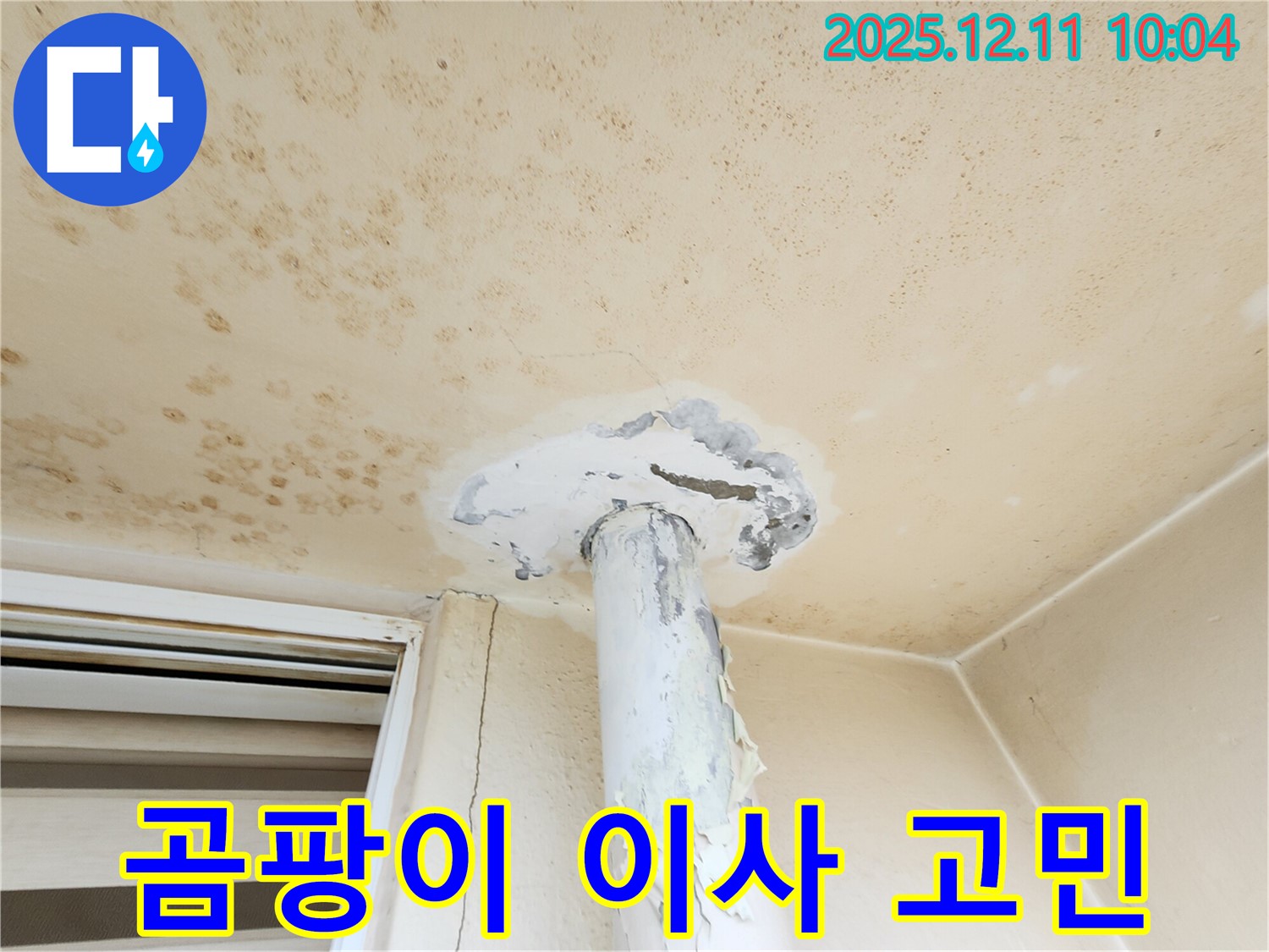 곰팡이 천장 - 이사 가야 할까요? 고민 해결!