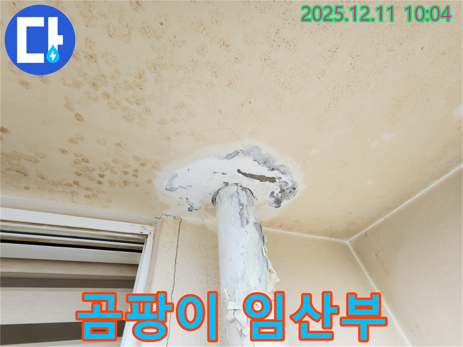 곰팡이 천장 - 임산부와 아기에게 치명적일 수 있습니다!