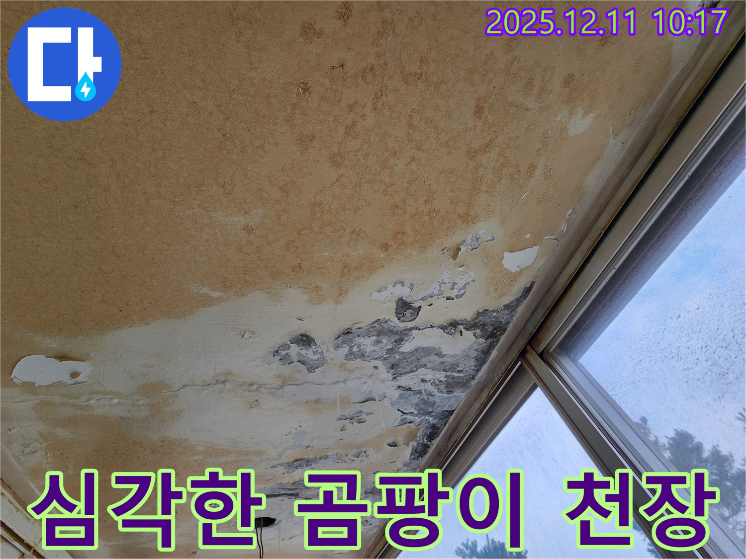 심각한 곰팡이 천장 - 긴급 진단 필요