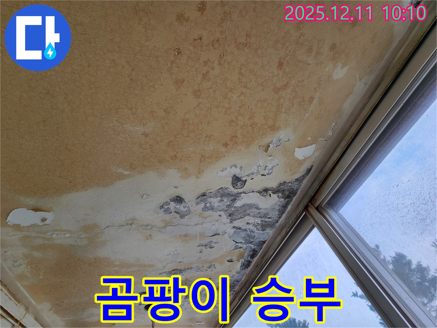 천장 가득 핀 곰팡이 - 누수와의 전쟁