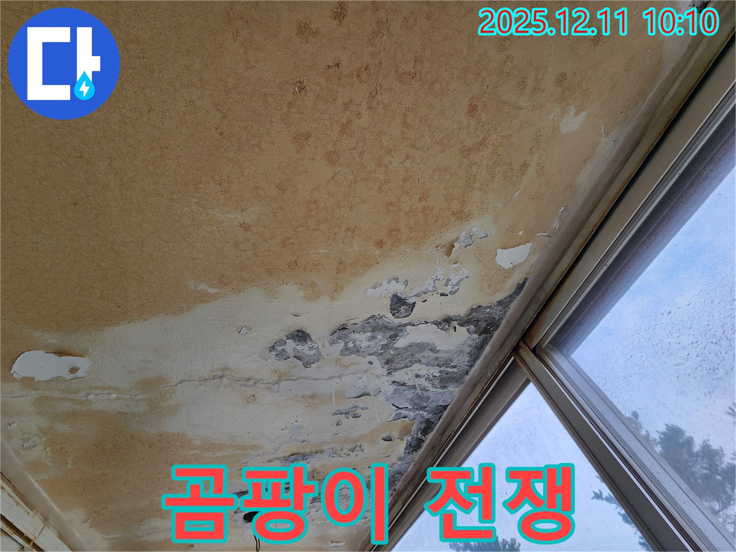 천장 가득 핀 곰팡이 - 누수와의 전쟁을 선포