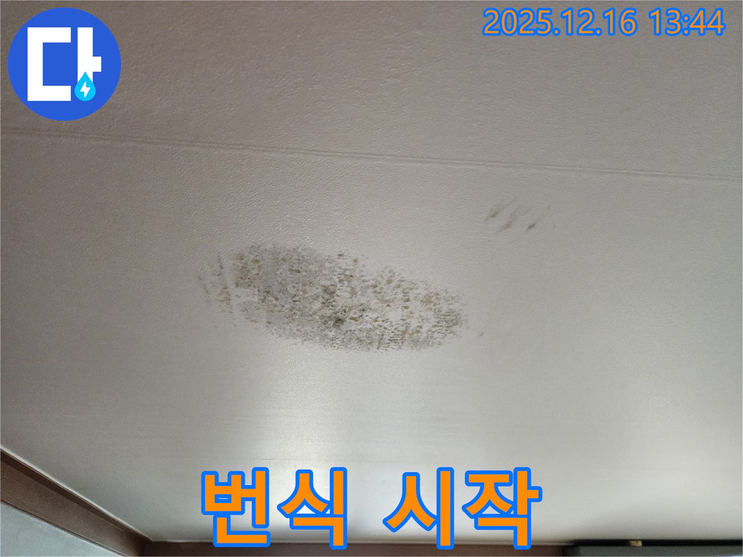 소홀리 천장 누수 - 곰팡이 번식 시작