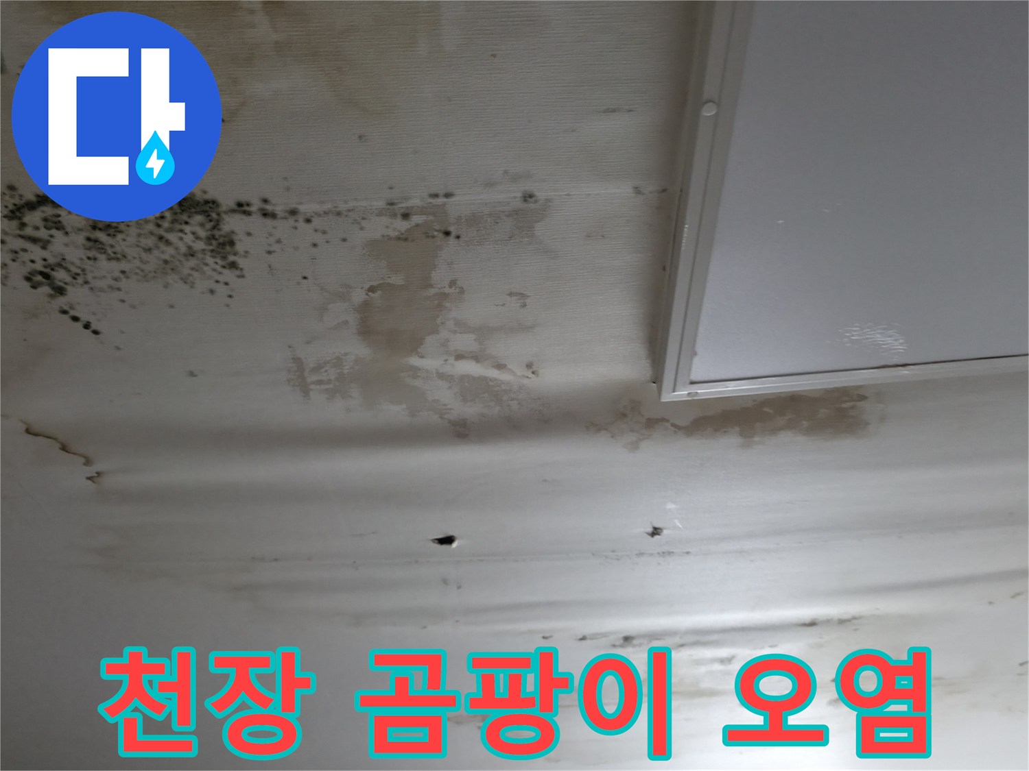 천장-면적에-넓게-퍼진-검은색-곰팡이-흔적