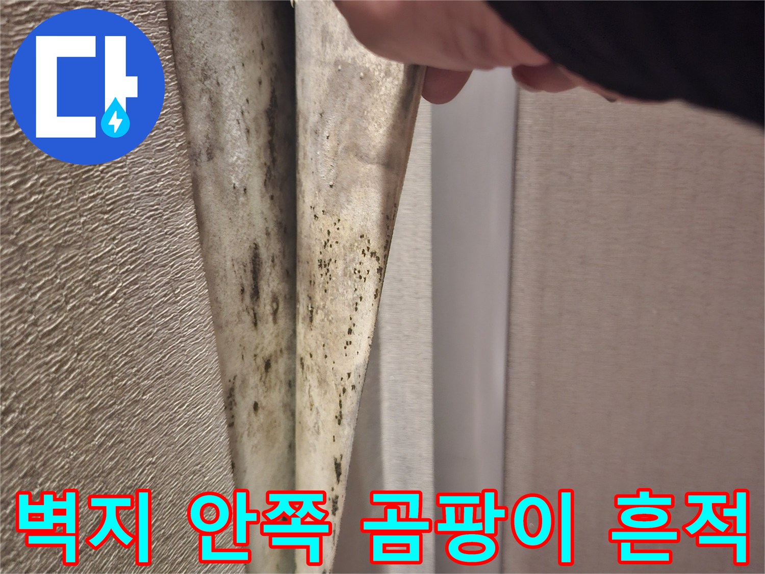 벽지 이면에 발생한 검은색 곰팡이 오염