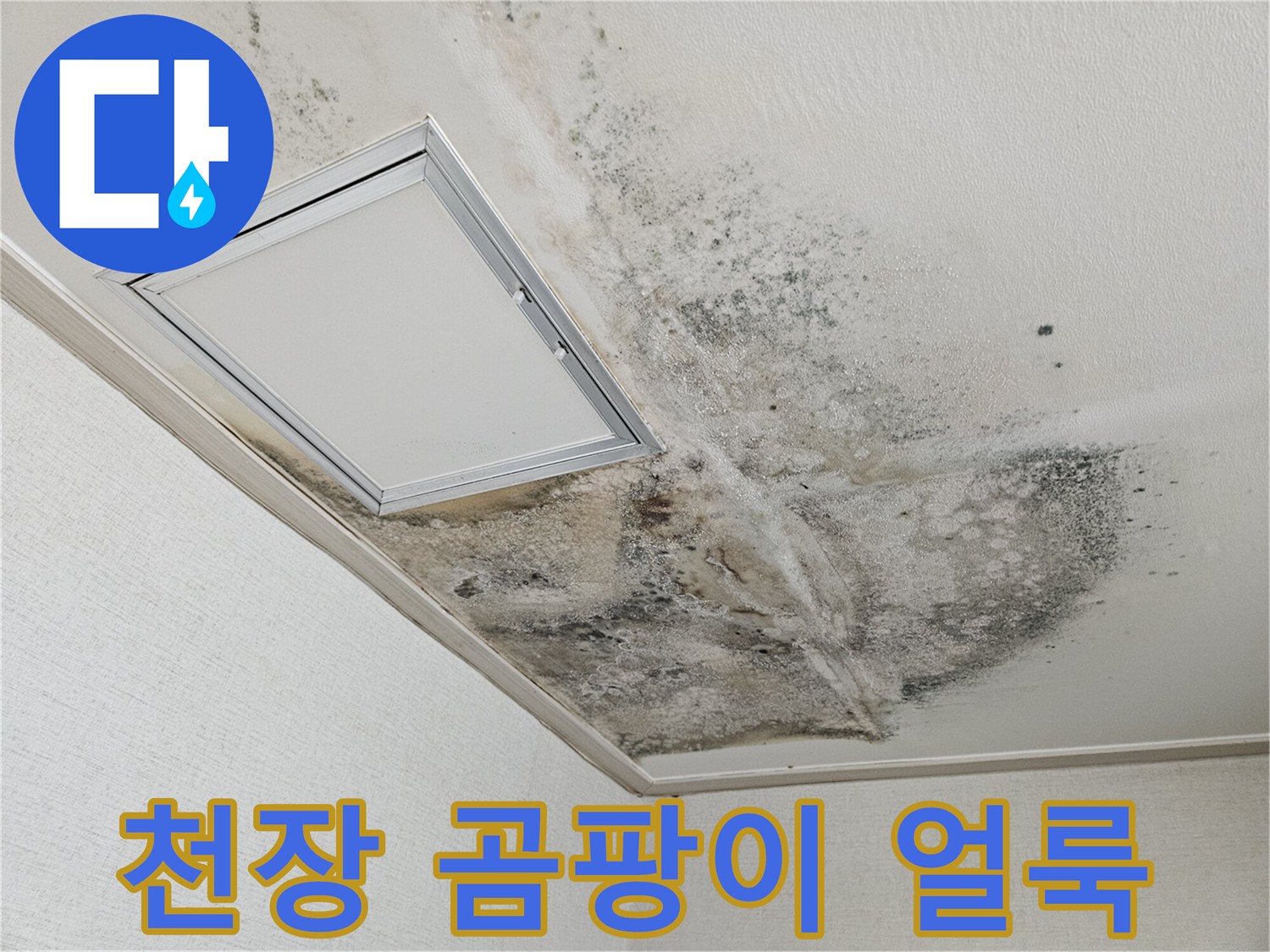 누수 흔적-광범위하게 퍼진 곰팡이와 습기 자국